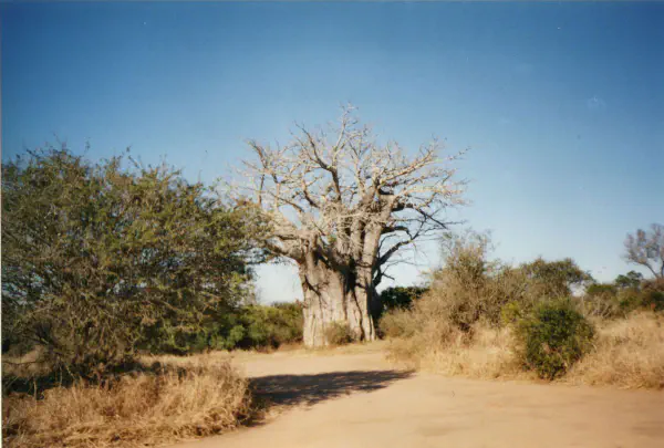 Baobab tree