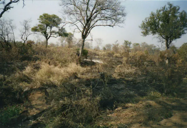 A hyena hunting for impalas
