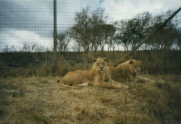 Lions in the Leeue Park. (Leeue means lions)
