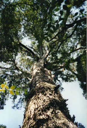 "Grootboom" which literally means Large Tree
