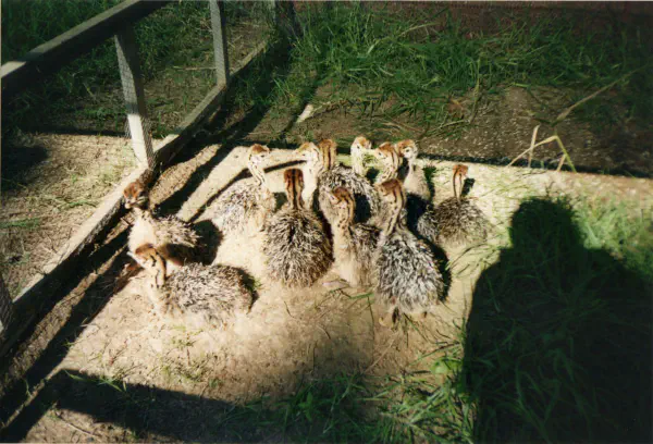 Ostrich chicks
