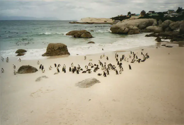 Gentoo pinguins near Cape of Good Hope