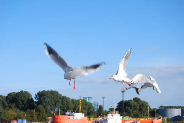Seagulls flying alongside the ferry to Neringa peninsula
