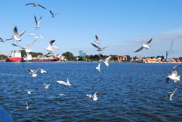 Seagulls flying alongside the ferry to Neringa peninsula