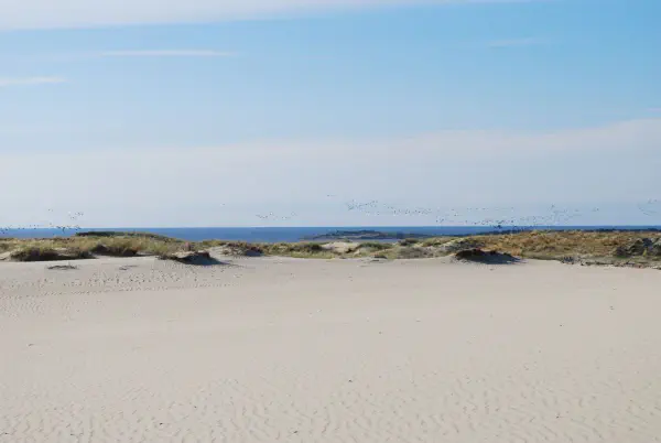 A flock of birds flying next to Parnidis dune