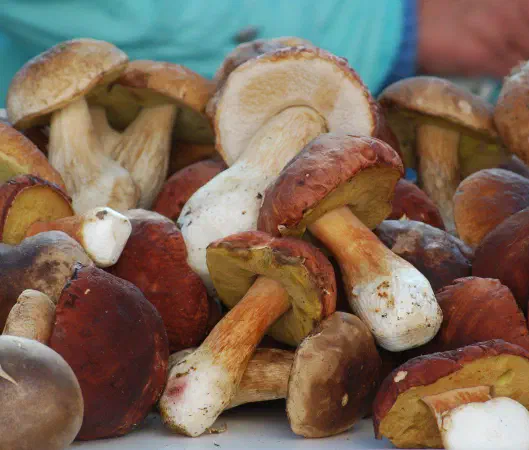 Some sort of mushroom