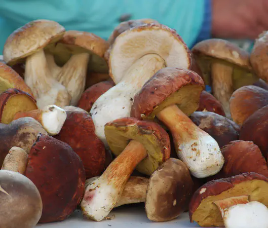 Some sort of mushroom