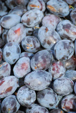 Prunes