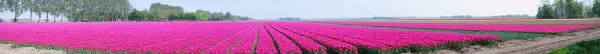 Tulip field