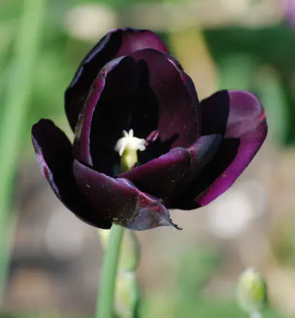 Tulip at Iris en Hemerocalliskwekerij Joosten (Iris and Daylily garden)