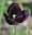 Tulip at Iris en Hemerocalliskwekerij Joosten (Iris and Daylily garden)