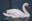 Mute swan (Knobbelzwaan)