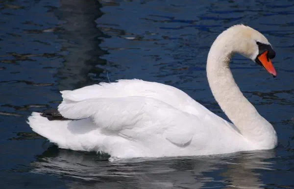 Mute swan (Knobbelzwaan)