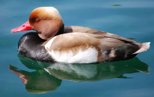 Male red-crested Pochard (Krooneend)