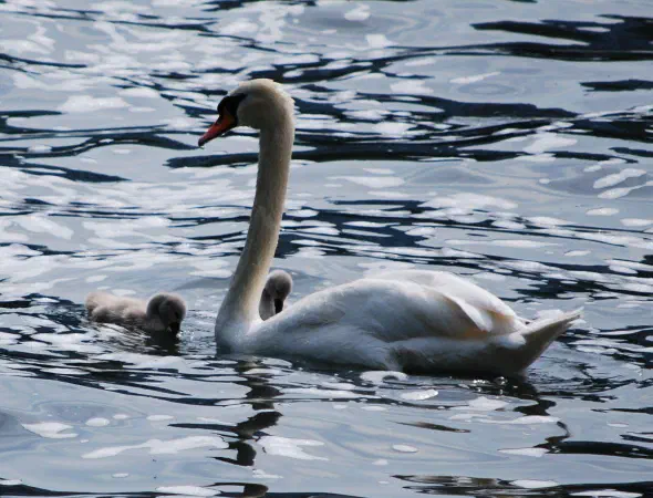 Mute swan with cygnets