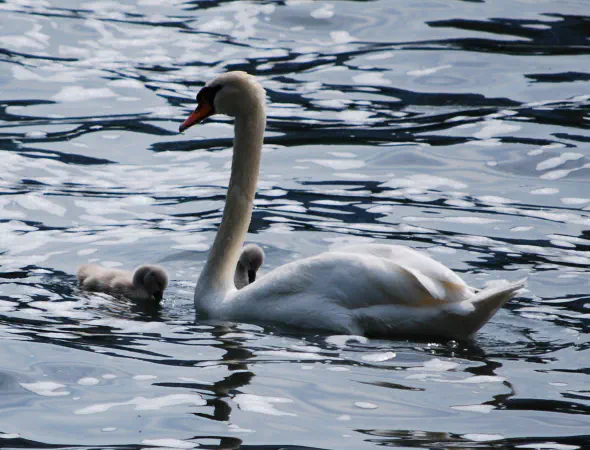 Mute swan with cygnets