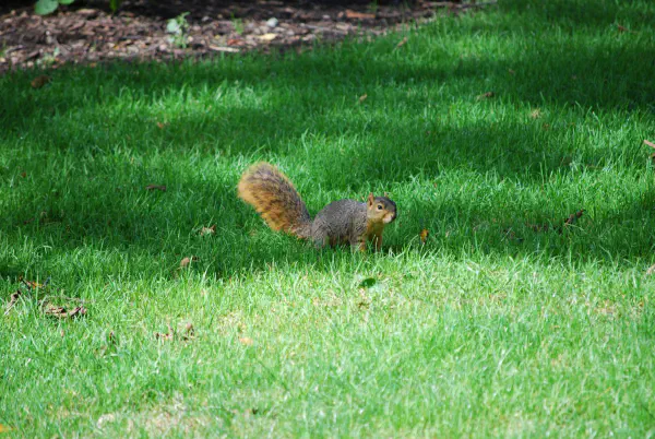 Eastern gray squirrel
