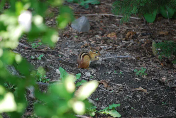 Chipmunk