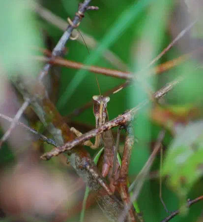 (Praying) mantis