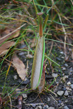 (Praying) mantis