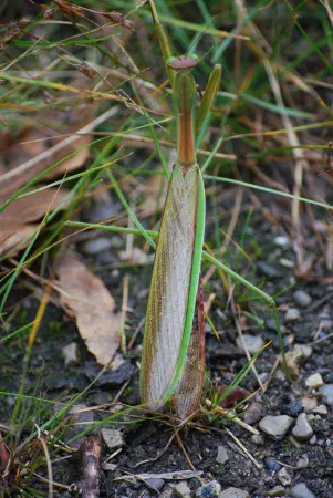 (Praying) mantis