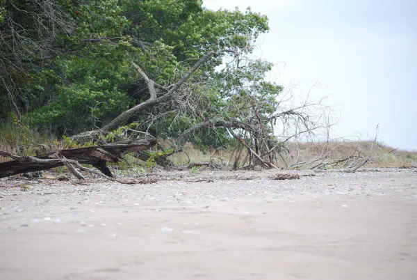 At the beach of Rondeau Provincial Park, ON, Canada