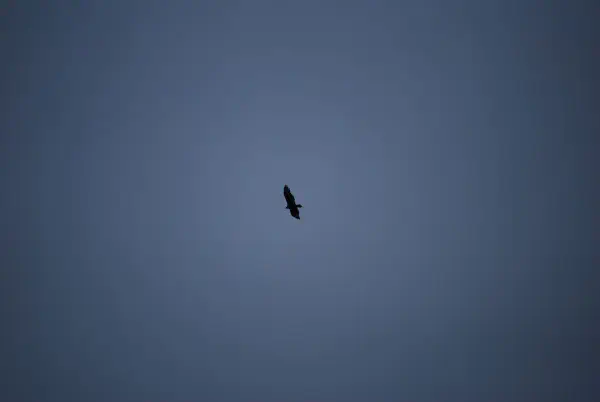 Bird of prey circling above Rondeau Provincial Park