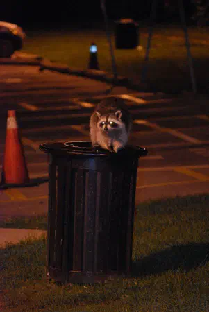 A raccoon is enjoying a free dinner at one of the trash cans