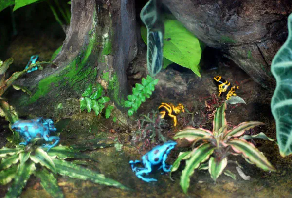 Some tiny frogs in the Butterfly Conservatory
