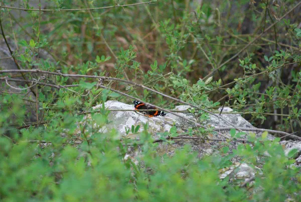 A butterfly in Pointe Mouillee