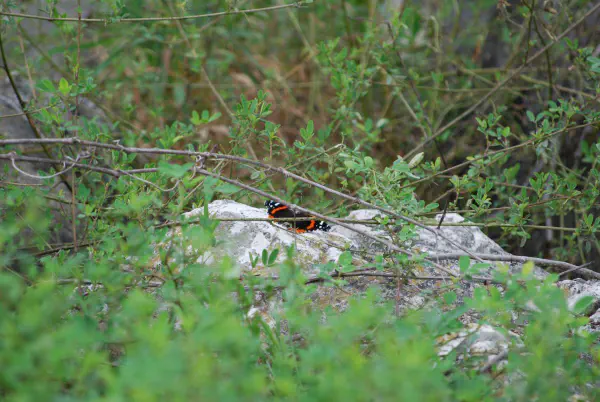 A butterfly in Pointe Mouillee
