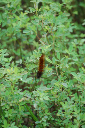 A catterpillar in Pointe Mouillee