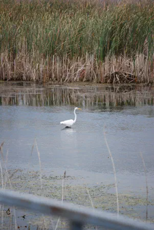 A great egret in Pointe Mouillee