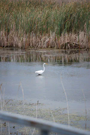 A great egret in Pointe Mouillee