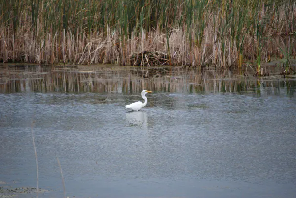 A great egret enjoying a tasty fish
