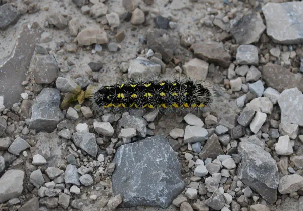 A catterpillar in Pointe Mouillee
