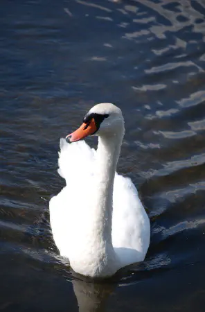 A mute swan