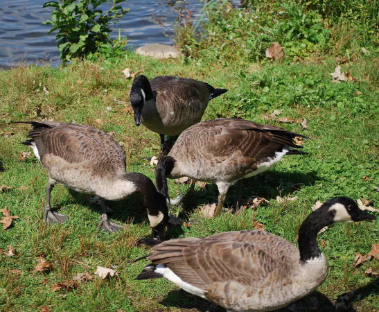 Canada geese chasing a piece of bread
