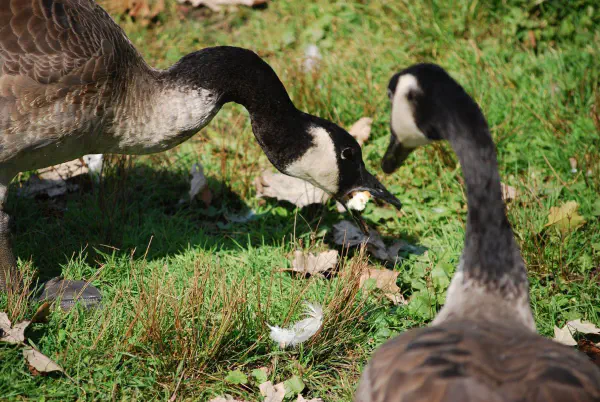 Tasty bread for a Canada goose
