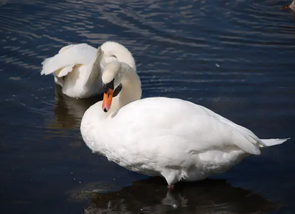 Mute swans