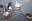 A Canada goose is forced out of the water by a mute swan