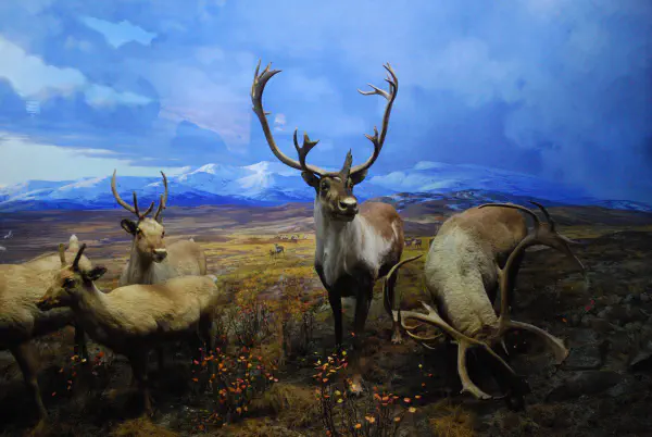 Osborn Caribou @AMNH
