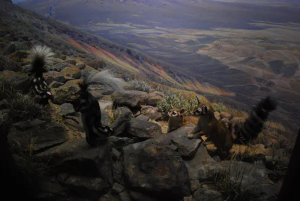 Spotted skunk and Cacomistle @AMNH