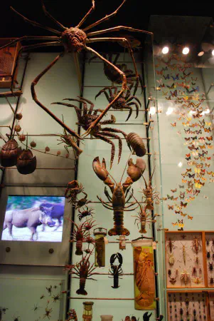 Crustaceans at the American Museum of Natural History