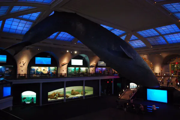 Blue whale @AMNH