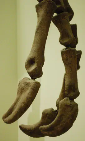 The Mysterious Giant Arms of Deinocheirus (Deinocheirus mirificus - terrible hands) @AMNH