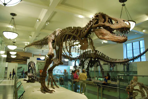 Tyrannosaurus Rex @AMNH