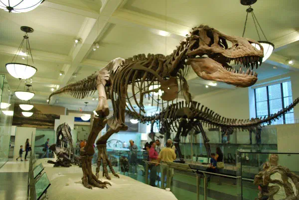 Tyrannosaurus Rex @AMNH