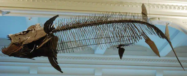 Prehistoric fish @AMNH