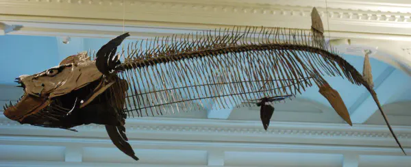 Prehistoric fish @AMNH